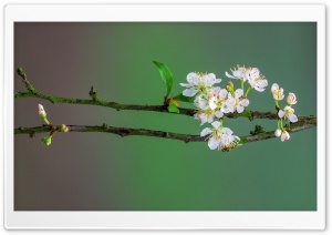 Blossom Tree Branch, Spring Ultra HD Wallpaper for 4K UHD Widescreen desktop, tablet & smartphone
