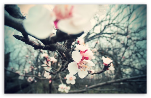 Blossom Tree Flowers UltraHD Wallpaper for UHD 16:9 2160p 1440p 1080p 900p 720p ; 8K UHD TV 16:9 Ultra High Definition 2160p 1440p 1080p 900p 720p ; UltraWide 32:9 32:10 ; Widescreen 16:10 5:3 WHXGA WQXGA WUXGA WXGA WGA ; Fullscreen 4:3 5:4 3:2 UXGA XGA SVGA QSXGA SXGA DVGA HVGA HQVGA ( Apple PowerBook G4 iPhone 4 3G 3GS iPod Touch ) ; Tablet 1:1 ; Mobile 3:5 3:4 - ; Dual 16:10 5:3 16:9 4:3 5:4 WHXGA WQXGA WUXGA WXGA WGA 2160p 1440p 1080p 900p 720p UXGA XGA SVGA QSXGA SXGA ;