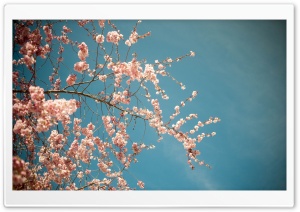 Blossom Tree, Spring Ultra HD Wallpaper for 4K UHD Widescreen desktop, tablet & smartphone