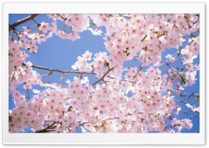 Blossomed Cherry Tree Ultra HD Wallpaper for 4K UHD Widescreen desktop, tablet & smartphone