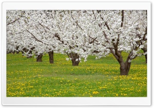 Blossoming Fruit Trees Mosier Oregon Ultra HD Wallpaper for 4K UHD Widescreen desktop, tablet & smartphone
