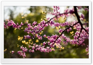 Blossoms Ultra HD Wallpaper for 4K UHD Widescreen desktop, tablet & smartphone