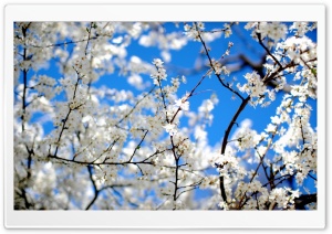 Blossoms And Blue Ultra HD Wallpaper for 4K UHD Widescreen desktop, tablet & smartphone