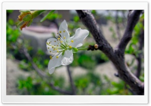 Blossoms Open Ultra HD Wallpaper for 4K UHD Widescreen desktop, tablet & smartphone