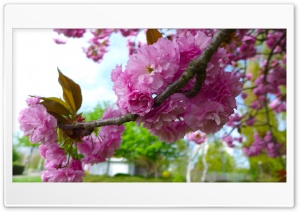 Blossoms Tree Ultra HD Wallpaper for 4K UHD Widescreen Desktop, Lockscreen, Screensaver, TV, Tablet, Smartphone