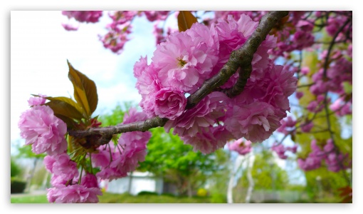 Blossoms Tree UltraHD Wallpaper for UHD 16:9 ; HD 16:9 ;