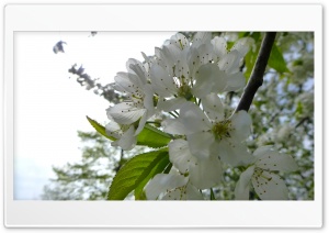 Blossoms Tree Ultra HD Wallpaper for 4K UHD Widescreen Desktop, Lockscreen, Screensaver, TV, Tablet, Smartphone