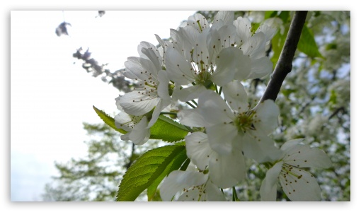 Blossoms Tree UltraHD Wallpaper for UHD 16:9 ; HD 16:9 ;