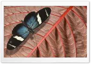 Blue And Black Butterfly Ultra HD Wallpaper for 4K UHD Widescreen desktop, tablet & smartphone
