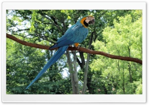 Blue and Gold Macaw Parrot Ultra HD Wallpaper for 4K UHD Widescreen desktop, tablet & smartphone