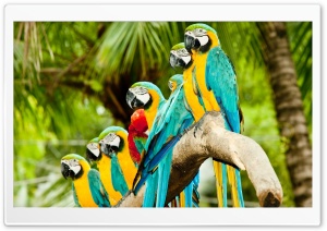 Blue And Gold Macaw Parrots Ultra HD Wallpaper for 4K UHD Widescreen desktop, tablet & smartphone