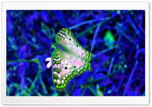 Blue And Green Butterfly Ultra HD Wallpaper for 4K UHD Widescreen desktop, tablet & smartphone