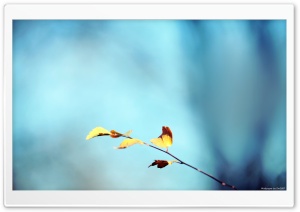 Blue and Yellow Blur Ultra HD Wallpaper for 4K UHD Widescreen desktop, tablet & smartphone