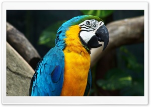Blue-And-Yellow Macaw Ultra HD Wallpaper for 4K UHD Widescreen desktop, tablet & smartphone