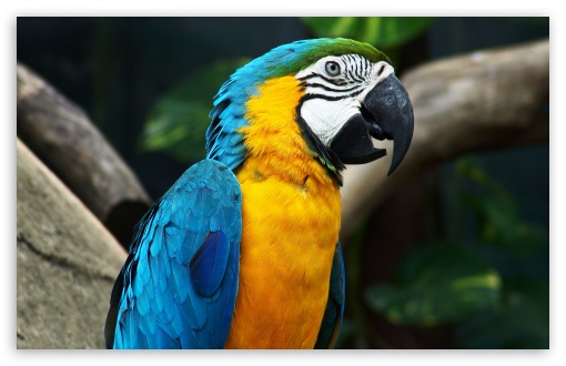 Parrot Wallpaper - HD 4K APK for Android Download