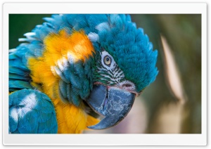 BLUE AND YELLOW MACAW 5K Ultra HD Wallpaper for 4K UHD Widescreen desktop, tablet & smartphone