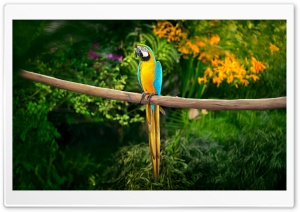 Blue and yellow Macaw, Parrot 4K UHD Wallpaper for Widescreen and UltraWide Desktop, UltraHD TV, Smartphone, Tablet