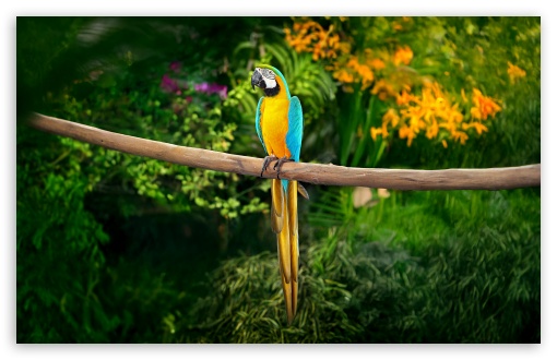 Blue and yellow Macaw, Parrot UltraHD Wallpaper for UHD 16:9 ; HD 16:9 ; UltraWide 21:9 24:10 32:9 32:10 ; Widescreen 16:10 5:3 ; Fullscreen 4:3 5:4 3:2 ; Tablet 1:1 ; Mobile 9:16 9:19.5 9:20 10:16 2:3 3:5 3:4 ; Dual 16:10 5:3 16:9 4:3 5:4 3:2 ;