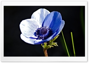 Blue Anemone Ultra HD Wallpaper for 4K UHD Widescreen desktop, tablet & smartphone