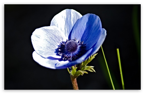 Blue Anemone UltraHD Wallpaper for Wide 16:10 5:3 Widescreen WHXGA WQXGA WUXGA WXGA WGA ; 8K UHD TV 16:9 Ultra High Definition 2160p 1440p 1080p 900p 720p ; Standard 4:3 5:4 3:2 Fullscreen UXGA XGA SVGA QSXGA SXGA DVGA HVGA HQVGA ( Apple PowerBook G4 iPhone 4 3G 3GS iPod Touch ) ; Tablet 1:1 ; iPad 1/2/Mini ; Mobile 4:3 5:3 3:2 16:9 5:4 - UXGA XGA SVGA WGA DVGA HVGA HQVGA ( Apple PowerBook G4 iPhone 4 3G 3GS iPod Touch ) 2160p 1440p 1080p 900p 720p QSXGA SXGA ;