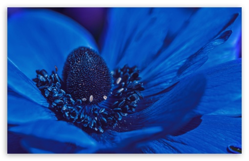 Blue Anemone Flower UltraHD Wallpaper for UHD 16:9 ; HD 16:9 ; UltraWide 21:9 24:10 32:10 ; Widescreen 16:10 5:3 ; Fullscreen 4:3 5:4 3:2 ; Tablet 1:1 ; Mobile 9:16 2:3 3:5 3:4 ; Dual 16:10 4:3 5:4 3:2 ;