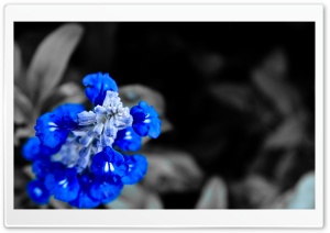 Blue Bells in the Dark Ultra HD Wallpaper for 4K UHD Widescreen desktop, tablet & smartphone
