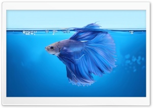 Blue Betta Fish Underwater Ultra HD Wallpaper for 4K UHD Widescreen Desktop, Lockscreen, Screensaver, TV, Tablet, Smartphone