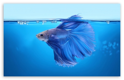 Blue Betta Fish Underwater UltraHD Wallpaper for UHD 16:9 2160p 1440p 1080p 900p 720p ; 8K UHD TV 16:9 Ultra High Definition 2160p 1440p 1080p 900p 720p ; UltraWide 21:9 24:10 ; Widescreen 16:10 5:3 WHXGA WQXGA WUXGA WXGA WGA ; Fullscreen 4:3 5:4 3:2 UXGA XGA SVGA QSXGA SXGA DVGA HVGA HQVGA ( Apple PowerBook G4 iPhone 4 3G 3GS iPod Touch ) ; Tablet 1:1 ;