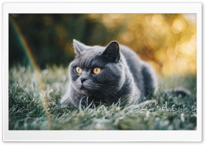 Blue British Shorthair Cat Ultra HD Wallpaper for 4K UHD Widescreen desktop, tablet & smartphone