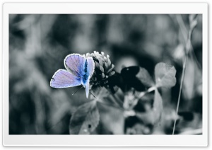 Blue Butterfly Close Up Ultra HD Wallpaper for 4K UHD Widescreen desktop, tablet & smartphone