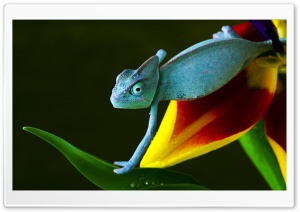 Blue Chameleon Ultra HD Wallpaper for 4K UHD Widescreen desktop, tablet & smartphone