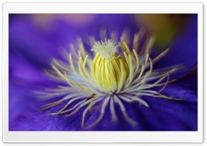 Blue Clematis Flower Macro Ultra HD Wallpaper for 4K UHD Widescreen desktop, tablet & smartphone