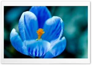 Blue Crocus Ultra HD Wallpaper for 4K UHD Widescreen desktop, tablet & smartphone