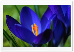 Blue Crocus Flowers Ultra HD Wallpaper for 4K UHD Widescreen desktop, tablet & smartphone