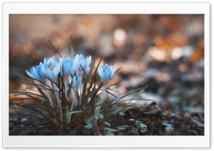 Blue Crocus Flowers Ultra HD Wallpaper for 4K UHD Widescreen desktop, tablet & smartphone