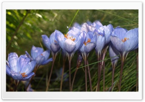 Blue Crocuses Ultra HD Wallpaper for 4K UHD Widescreen desktop, tablet & smartphone