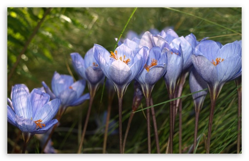 Blue Crocuses UltraHD Wallpaper for HD 16:9 ; Widescreen 16:10 5:3 ; Fullscreen 4:3 5:4 3:2 ; Tablet 1:1 ; Mobile 3:5 3:4 ;