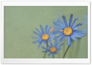 Blue Daisies Ultra HD Wallpaper for 4K UHD Widescreen desktop, tablet & smartphone