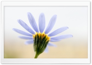 Blue Daisy Ultra HD Wallpaper for 4K UHD Widescreen desktop, tablet & smartphone