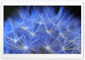 Blue Dandelion Macro Ultra HD Wallpaper for 4K UHD Widescreen desktop, tablet & smartphone