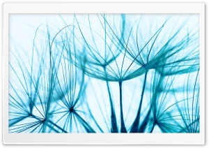Blue Dandelion Seeds Macro, Blue Ultra HD Wallpaper for 4K UHD Widescreen desktop, tablet & smartphone