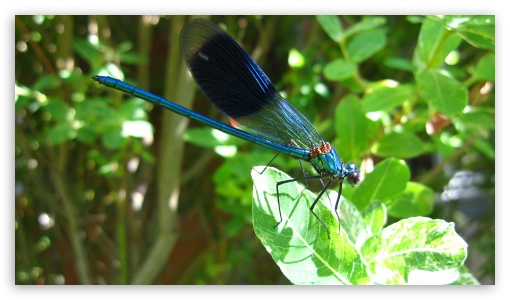 Blue Dragonfly UltraHD Wallpaper for UHD 16:9 ; HD 16:9 ;