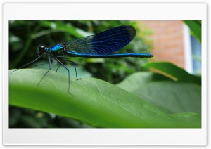 Blue Dragonfly Ultra HD Wallpaper for 4K UHD Widescreen Desktop, Lockscreen, Screensaver, TV, Tablet, Smartphone