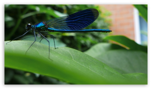 Blue Dragonfly UltraHD Wallpaper for HD 16:9 ;