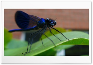 Blue Dragonfly Ultra HD Wallpaper for 4K UHD Widescreen Desktop, Lockscreen, Screensaver, TV, Tablet, Smartphone