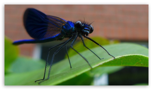 Blue Dragonfly UltraHD Wallpaper for HD 16:9 ;