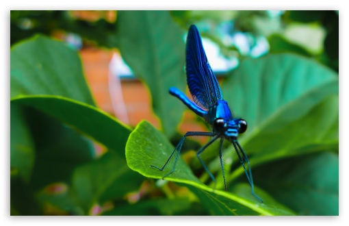 Blue Dragonfly UltraHD Wallpaper for Wide 16:10 5:3 Widescreen WHXGA WQXGA WUXGA WXGA WGA ; 8K UHD TV 16:9 Ultra High Definition 2160p 1440p 1080p 900p 720p ; Standard 4:3 5:4 3:2 Fullscreen UXGA XGA SVGA QSXGA SXGA DVGA HVGA HQVGA ( Apple PowerBook G4 iPhone 4 3G 3GS iPod Touch ) ; Tablet 1:1 ; iPad 1/2/Mini ; Mobile 4:3 5:3 3:2 16:9 5:4 - UXGA XGA SVGA WGA DVGA HVGA HQVGA ( Apple PowerBook G4 iPhone 4 3G 3GS iPod Touch ) 2160p 1440p 1080p 900p 720p QSXGA SXGA ;