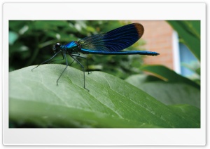 Blue Dragonfly Ultra HD Wallpaper for 4K UHD Widescreen Desktop, Lockscreen, Screensaver, TV, Tablet, Smartphone