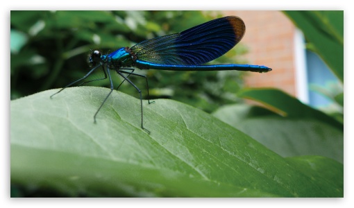 Blue Dragonfly UltraHD Wallpaper for HD 16:9 ;