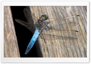 Blue Dragonfly, Libelle, Austria Ultra HD Wallpaper for 4K UHD Widescreen desktop, tablet & smartphone
